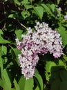 Closeup shot of a Syren flowers with its leaves