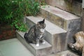 Closeup shot of a tabby cat with green eyes on stone steps of a garden Royalty Free Stock Photo