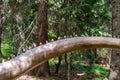 Closeup shot of a tail of Diplodocus model dinosaur in Dino park.