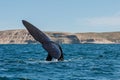 Closeup shot of a tail of a Humpback whale splashing in the ocean Royalty Free Stock Photo