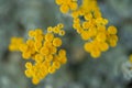 Closeup shot of Tansy plants in bloom against blur background