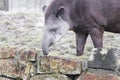 Closeup shot of a tapir picking hay on a stone wall