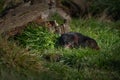 Closeup shot of a Tasmanian Devil on a green grass in Australia