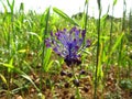 Closeup shot of a Tassel Grape Hyacinth growing among the green grass