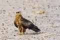 Closeup shot of a Tawney Eagle perched on the Moremi Game Reserve, Botswana