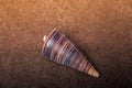 Closeup shot of a telescope shell on brown background Royalty Free Stock Photo