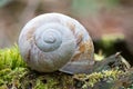 Closeup shot of a terrestrial snail shell on green moss