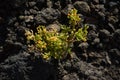 Closeup shot of a tetraena fontanesii plant growing among stones