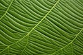 a closeup shot of the texture of a coffee leaf
