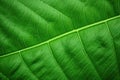 a closeup shot of the texture of a coffee leaf