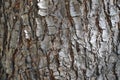 Closeup shot of texture of pinus wallichiana tree, Pine tree bark - Stock Photo Royalty Free Stock Photo