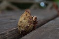 Closeup shot of a textured chestnut on a wooden bench