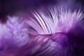 Closeup shot of textured purple feathers on a dreamcatcher