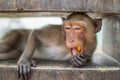 Closeup shot of a Thai Primate Monkey with a funny face in Thailand