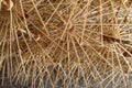 Closeup shot of thatch umbrella wooden frames