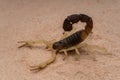 Closeup shot of a thick-tailed scorpion standing on a sandy desert ground with blur background