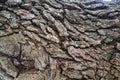 Closeup shot of thick textured tree bark with a knot off-center to the left.Perfect for background