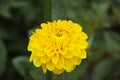 Closeup shot of a thinleaf sunflower blossoming in the garden