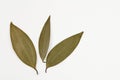 Three bay leaves on white