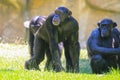 Closeup shot of three chimpanzees resting in an animal sanctuary during daytime