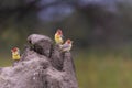 Closeup shot of three cute and colorful Red-and-yellow barbets sitting on a rock