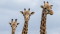 Closeup shot of three giraffes