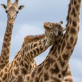 Closeup shot of three giraffes