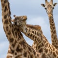 Closeup shot of three giraffes