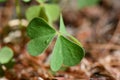 Closeup shot of three leaf clovers growing in pine needles Royalty Free Stock Photo