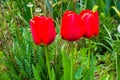 Closeup shot of three red tulips growing in the field Royalty Free Stock Photo