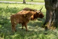 Closeup shot of three Scottish Highland cattle calves, standing on grass, in the shadow of a tree Royalty Free Stock Photo