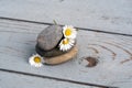 Closeup shot of three stones stacked on top of each other next to daisy flowers on a wooden surface Royalty Free Stock Photo