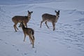 Closeup shot of three whitetail deers in the snow on the top of Snowshoe Mountain, West Virginia