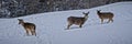 Closeup shot of three whitetail deers in the snow on the top of Snowshoe Mountain, West Virginia