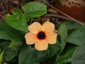 Closeup shot of a thunbergia flower