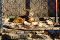 Closeup shot of a tiger behind a fence on a sunny day in Kansas city zoo