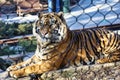 Closeup shot of a tiger behind a fence on a sunny day in Kansas city zoo