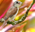 Closeup shot of a tiger shrike on the branch of a tree Royalty Free Stock Photo