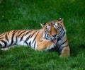 Closeup shot of a tiger in the ZSL Whipsnade Zoo in England Royalty Free Stock Photo