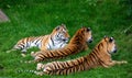 Closeup shot of tigers in the ZSL Whipsnade Zoo in England