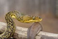 Closeup shot of a Timor Python (Malayopython timoriensis) crawling on a tree Royalty Free Stock Photo
