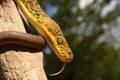 Closeup shot of a Timor Python (Malayopython timoriensis) crawling on a tree Royalty Free Stock Photo