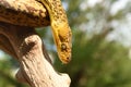 Closeup shot of a Timor Python (Malayopython timoriensis) crawling on a tree Royalty Free Stock Photo