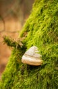 Closeup shot of tinder fungus on a tree trunk covered with moss Royalty Free Stock Photo