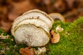 Closeup shot of tinder fungus on a tree trunk covered with moss Royalty Free Stock Photo