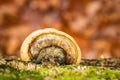 Closeup shot of tinder fungus on a tree trunk covered with moss Royalty Free Stock Photo