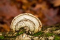 Closeup shot of tinder fungus on a tree trunk covered with moss Royalty Free Stock Photo