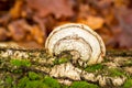 Closeup shot of tinder fungus on a tree trunk covered with moss Royalty Free Stock Photo