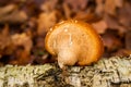 Closeup shot of tinder fungus on a tree trunk covered with moss Royalty Free Stock Photo