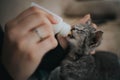 Closeup shot of a tiny baby cat hand-fed with milk from a nursing bottle Royalty Free Stock Photo